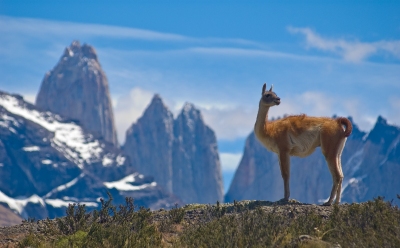 Guanaco Lama in Argentinien (David Thyberg / stock.adobe.com)  lizenziertes Stockfoto 
Infos zur Lizenz unter 'Bildquellennachweis'